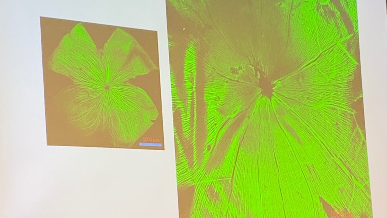 Two images are shown on a screen.  Both look like neon green flowers that are beautiful.  They are actually images of mouse and tree shrew retinas.  